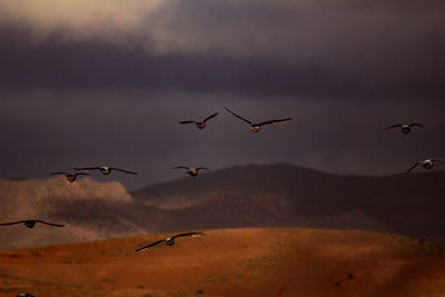 Low angle view of birds flying against sky