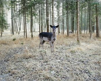 Deer in forest