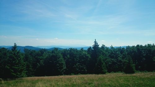 Trees growing on land against sky