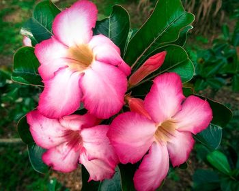 Close-up of pink flowers blooming outdoors