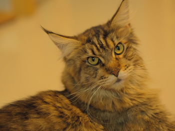 Close-up portrait of cat