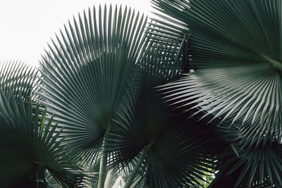 Low angle view of palm tree against sky
