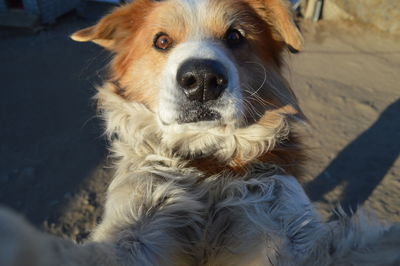 Close-up of a big ginger dog taking a selfie