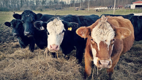 Portrait of cows standing by straws on field