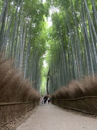 People walking on footpath in forest