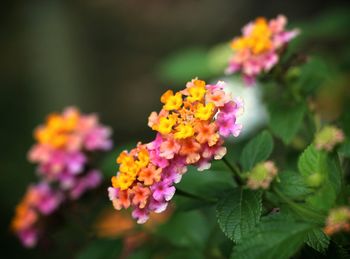 Close-up of yellow flower