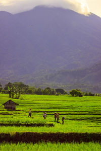 Scenic view of agricultural field