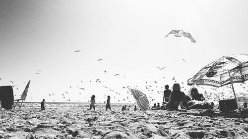 Birds flying over beach against clear sky