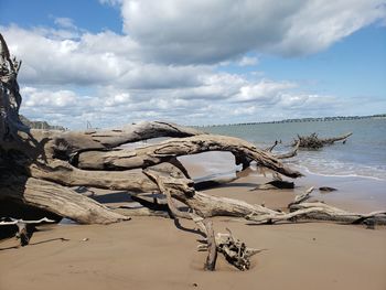 Driftwood on beach against sky