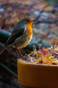 Close-up of bird perching