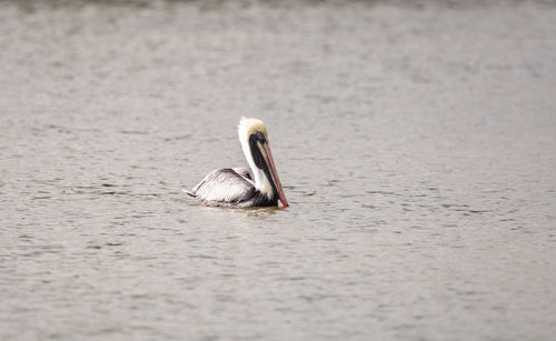 Swimming male brown pelican pelecanus occidentalis at tigertail beach in marco island, florida