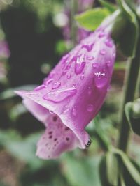 Close-up of water drops on pink flower