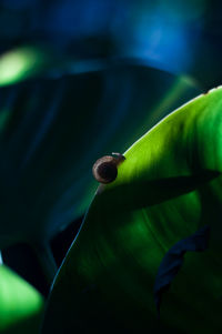 Close-up of green leaf on water