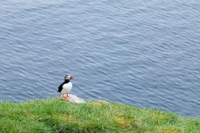 Bird perching on a lake