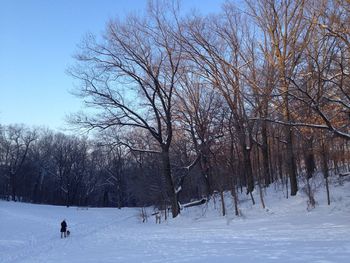 Bare trees on snow covered landscape