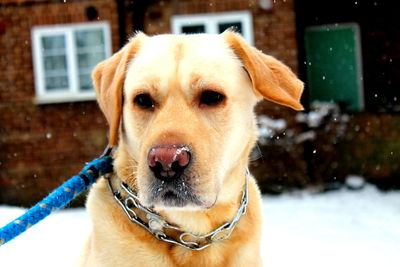 Close-up portrait of dog