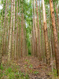 Trees growing in forest