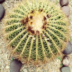 High angle view of cactus plant