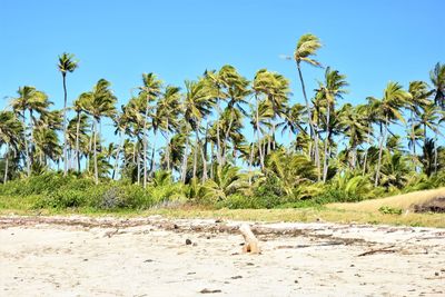 View of trees on field against sky