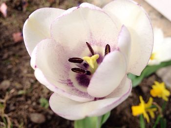 Close-up of white flowers