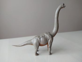 Close-up of lizard on white background