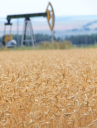 Close-up of wheat field against sky