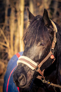 Close-up of horse