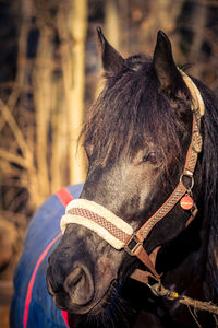 Close-up of horse standing outdoors