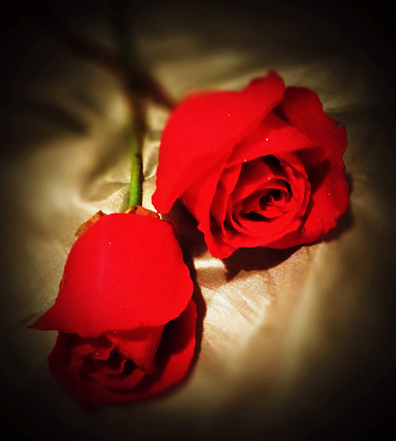 2 roses