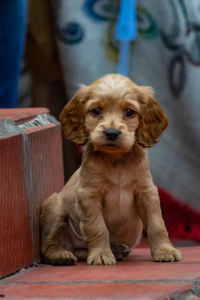 Portrait of puppy sitting on floor