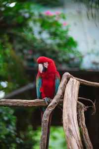 Close-up of parrot on branch
