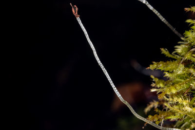 branch