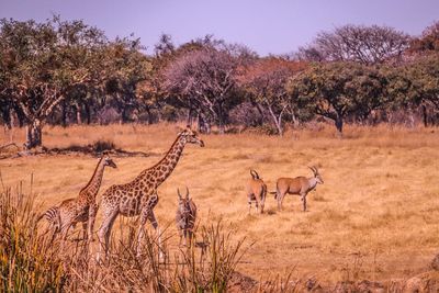 Giraffes on savannah