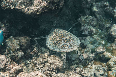 Fish swimming in sea