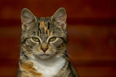 Close-up portrait of a cat