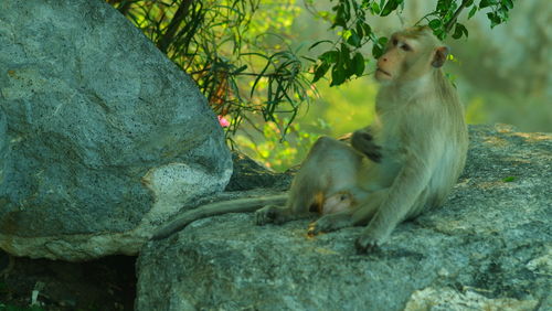 Monkey sitting on rock