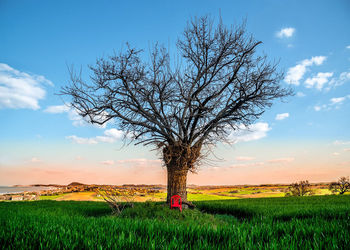 Tree on field against sky