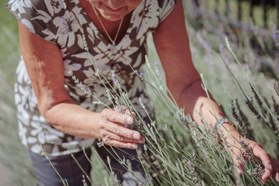 Unrecognizable senior woman caring lavender flowers