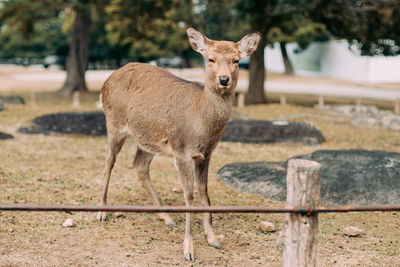 Portrait of deer standing on field