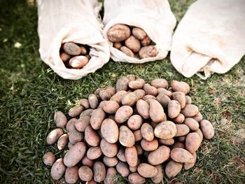 Bag of potatoes on the grass