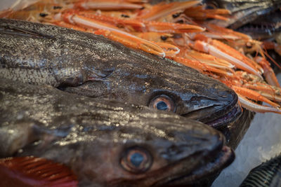 Close-up of fish for sale in market