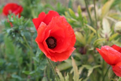 Close-up of red poppy flower