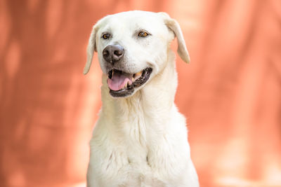 Close-up portrait of a dog