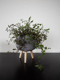 Close-up of potted plant on table