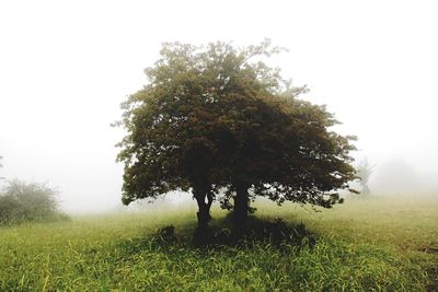 Scenic view of grassy field in foggy weather