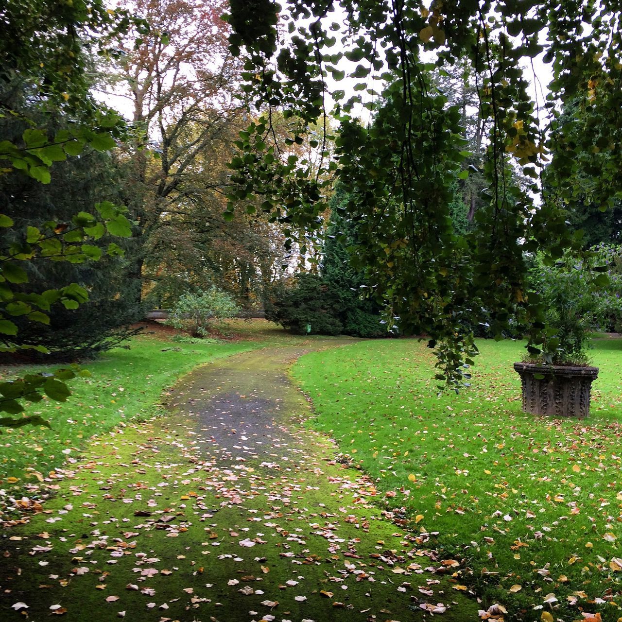 tree, growth, green color, tranquility, the way forward, grass, tranquil scene, nature, beauty in nature, park - man made space, footpath, scenics, pathway, park, plant, walkway, leaf, lush foliage, day, green