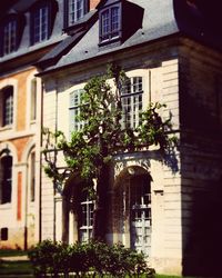 Low angle view of tree by building