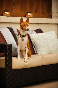 Basenji dog looking away while sitting on sofa at home