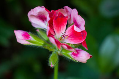 Close-up of pink rose flower