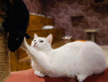 Close-up of cat looking at home